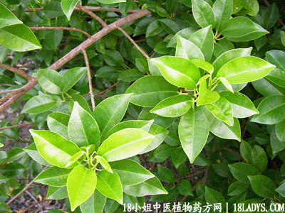 鸡骨香(中药材植物名:鸡骨香)(植物科目:大戟科)