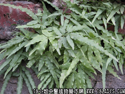 金鸡爪(中药材植物名:柠檬香碱草)(植物科目:伞形科)