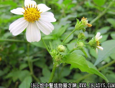 金盏银盘(中药材植物名:三叶鬼针草)(植物科目:菊科)