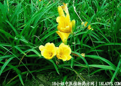 金针头(中药材植物名:萱草)(植物科目:百合科)