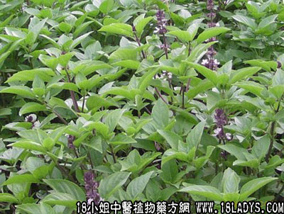 九层塔(中药材植物名:罗勒)(植物科目:唇形科)