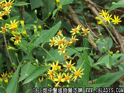 九里明(中药材植物名:千里光)(植物科目:菊科)