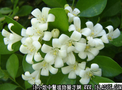 九里香(中药材植物名:九里香)(植物科目:芸香科)