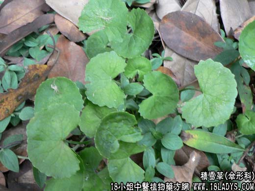 积雪草(连钱草)【伞形科】