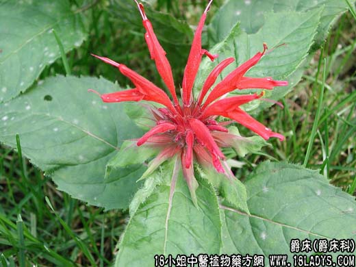 中药大全：爵床(鸟尾花)