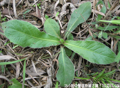 苦地胆(中药材植物名:地胆草)(植物科目:菊科)