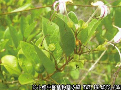 苦蓢(中药材植物名:假茉莉)(植物科目:马鞭草科)