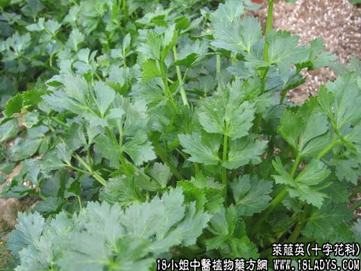 莱菔英(萝卜缨)【十字花科】