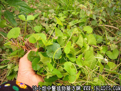 雷公仔(中药材植物名:雷公果)(植物科目:外壳科)