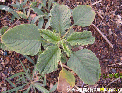 簕苋菜(中药材植物名:刺苋)(植物科目:苋科)