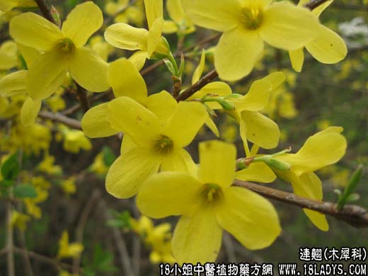 连翘(黄花条)【木犀科】