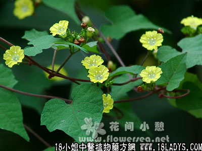 篱栏(中药材植物名:篱栏)(植物科目:旋花科)