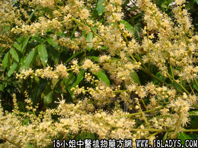 龙眼梭(中药材植物名:龙眼菌)(植物科目:无患子科)