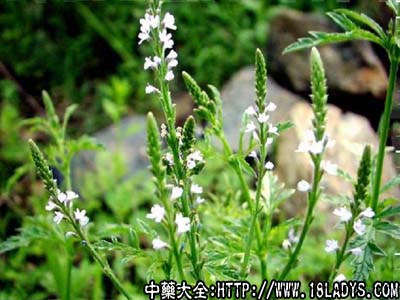 马鞭草(中药材植物名:马鞭草)(植物科目:马鞭草科)