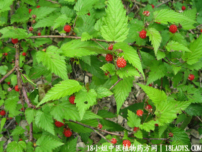 蛇泡簕(中药材植物名:茅莓)(植物科目:蔷薇科)