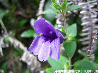 毛麝香(中药材植物名:毛麝香)(植物科目:玄参科)