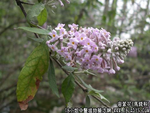 中药大全：密蒙花