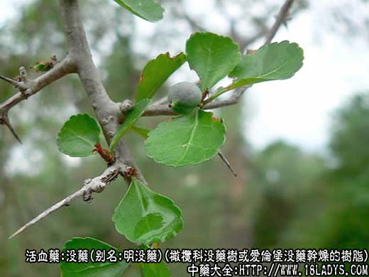 没药图片
