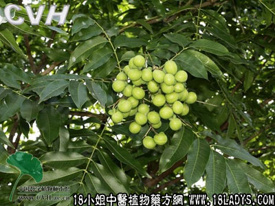 木患根(中药材植物名:无患子)(植物科目:无患子科)