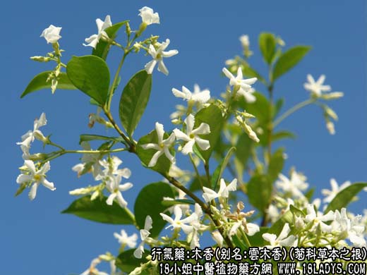 木香(菊科草本之根)_木香的功效与作用