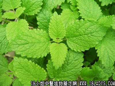 柠檬叶(中药材植物名:柠檬)(植物科目:芸香科)