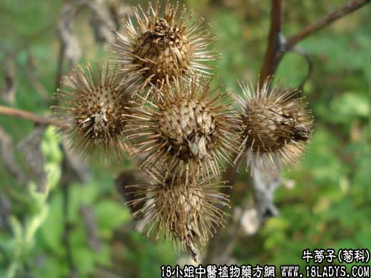 牛蒡子(鼠粘子)【菊科】