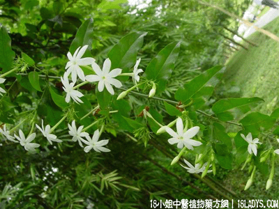 扭肚藤(中药材植物名:扭肚藤)(植物科目:木樨科