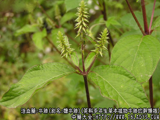 牛膝图片_牛膝的功效与作用