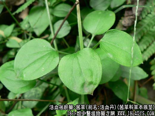 茜草(茜草科草本根茎)_茜草的功效与作用