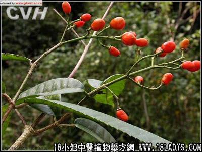 千打锤(中药材植物名:乌药)(植物科目:樟科)