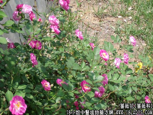 蔷薇花(刺玫)【蔷薇科】