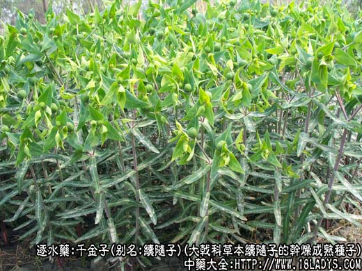 千金子图片