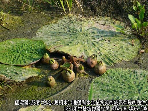 芡实图片_芡实的功效与作用