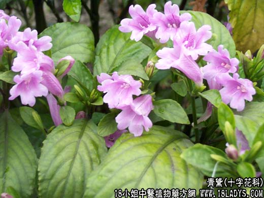 青黛(漂黛粉)【十字花科】