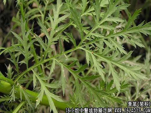 中药大全：青蒿(野兰蒿)【菊科】