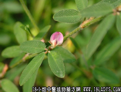 人字草(中药材植物名:鸡眼草)(植物科目:蝶形花科)