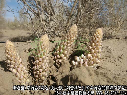 肉苁蓉图片