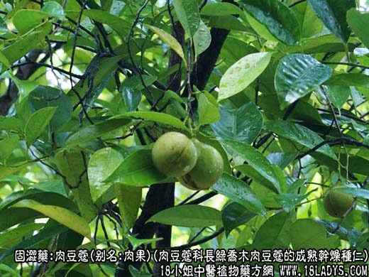 肉豆蔻图片