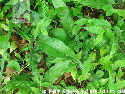 仙人对坐草(中药材植物名:三羽新月蕨)(植物科目:金星蕨科)