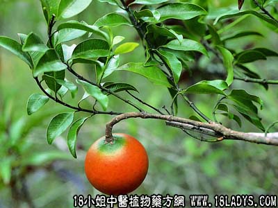 山橙(中草药名称:山橙)(科目:夹竹桃科)
