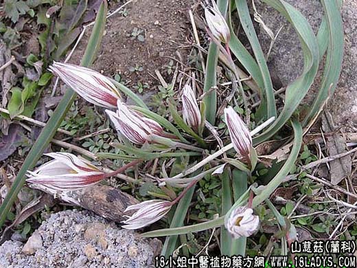 中药大全：山慈菇