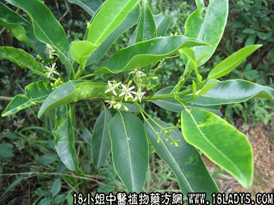 山桔(中药材植物名:降真香)(植物科目:芸香科)