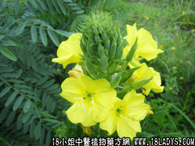 山芝麻(中药材植物名:山芝麻)(植物科目:梧桐科