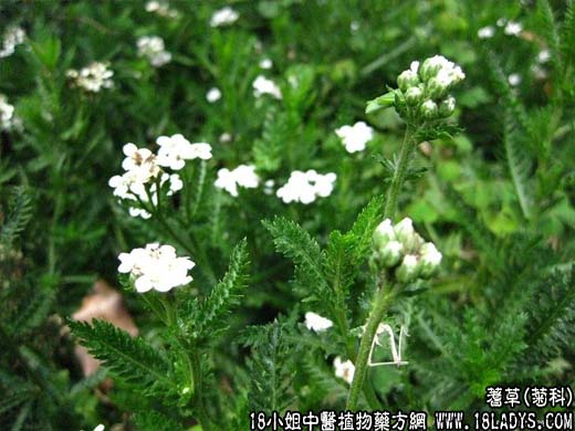 蓍草(一支蒿)【菊科】