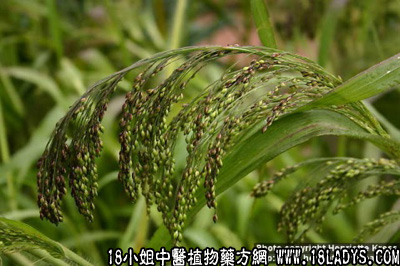 水蓢根(中药材植物名:水生黍)(植物科目:禾本科)