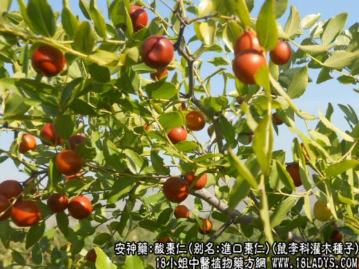 中药名称大全：酸枣仁