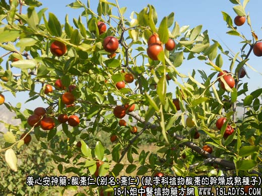 酸枣仁图片