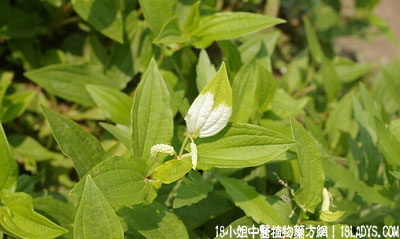 塘边藕(中药材植物名:三白草)(植物科目:三白草科)