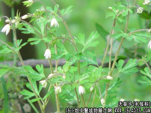 天葵子(夏无踪)【毛茛科】