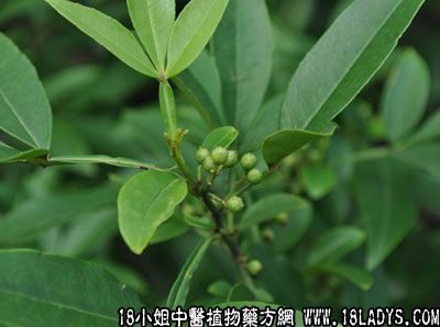 铁罗汉(中药材植物名:竹叶椒)(植物科目:芸香科)